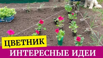 Цветник (клумба) без сорняков- реально? Проблемы и решения на клумбе. -  YouTube