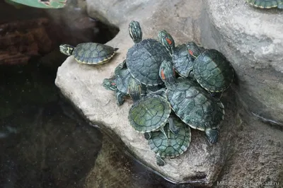 Красноухая пресноводная черепаха — Википедия