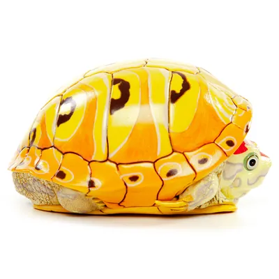 Красноухая черепаха смотрит серьёзно…» — создано в Шедевруме