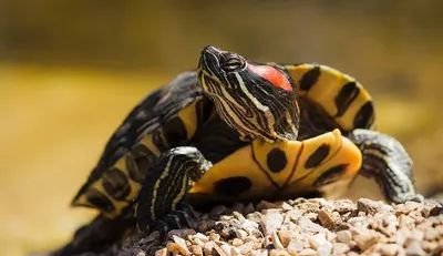Красноухие черепахи: популярнейшие из популярных