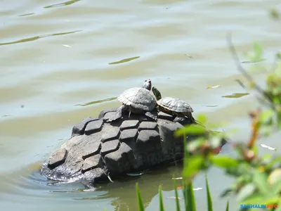 Trachemys scripta (Красноухая черепаха) - Черепахи.ру