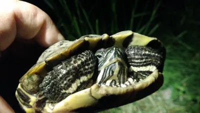 В водоемах Беларуси появилась чужеродная американская красноухая черепаха -  KP.RU