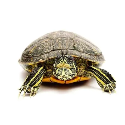 На Сахалине в дикой природе впервые зафиксировали красноухих черепах.  Сахалин.Инфо