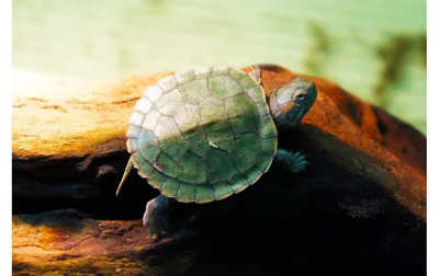 Красноухая черепашка (Trachemys scripta): купить в Челябинске