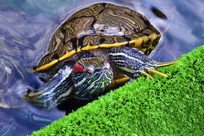 Красноухая черепаха» — создано в Шедевруме