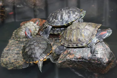 Красноухая черепаха в домашних условиях: содержание, уход, кормление,  фото-видео обзор