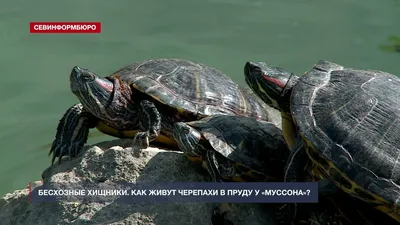 Водоплавающая красноухая черепашка (Trachemys scripta): купить в Челябинске