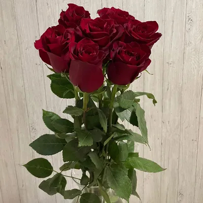 Красные розы крупным планом · Бесплатные стоковые фото