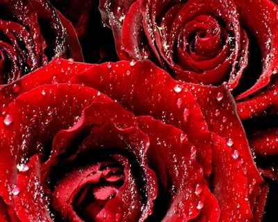 Букет красных роз, красные розы, букет из роз, букет алых роз