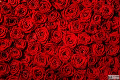Купить Розы красные в дизайнерском оформлении в Нижнем Новгороде