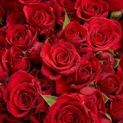 Купить вывернутые красные розы с доставкой Кишинев, Молдова