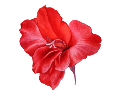 Красный цветок картинка фотографии
