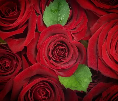 Букет «Первоклассные красные розы» купить. Бархатные красные розы С  доставкой по всей России!