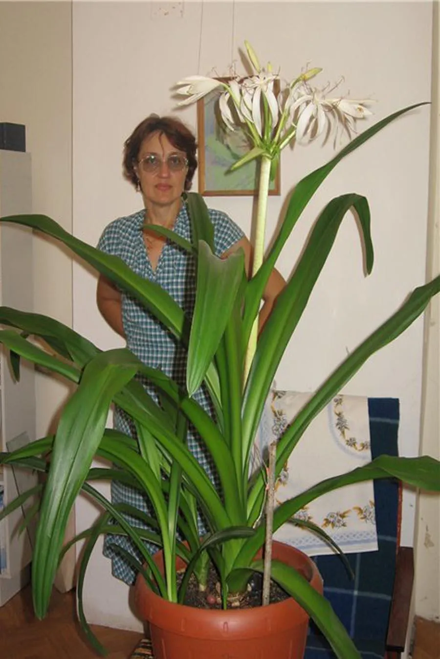 Орхидеи с длинными узкими листьями фото и название