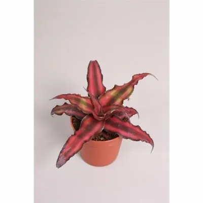 Картинка Криптантуса: растение, которое украсит любой уголок вашего дома