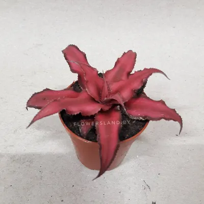 Изображение Криптантуса: растение, которое вдохновляет на творчество и успокаивает нервы