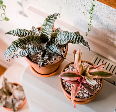 Изображение Криптантуса: необычное растение, которое станет украшением вашего дома