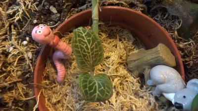 Картинка Криптантуса: растение, которое привлекает внимание своей уникальностью