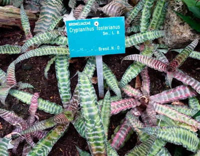 Фото Криптантуса: растение, которое легко ухаживать и которое прекрасно смотрится в любом интерьере