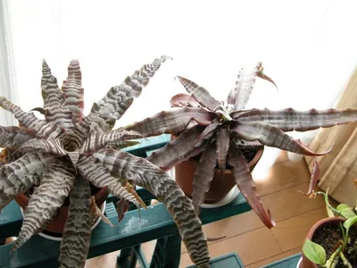 Фотография Криптантуса: растение, которое привносит в ваш дом тепло и свет