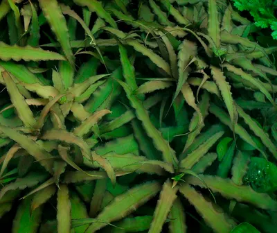 Картинка Криптантуса: растение, которое прекрасно смотрится в любом уголке вашего дома
