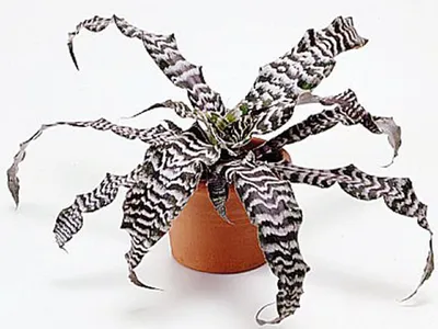 Фото Криптантуса: растение, которое привносит в ваш дом свежесть и легкость