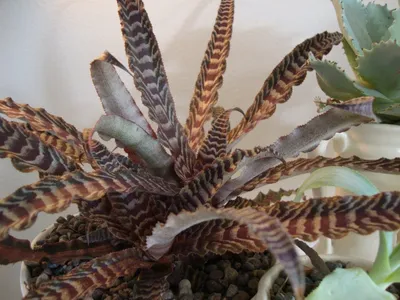 Картинка Криптантуса: растение, которое привлекает внимание своей нежной окраской и необычными формами листьев