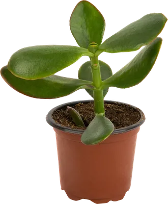 Картинка Криптантуса: растение, которое привлекает внимание своей нежной красотой и уникальностью