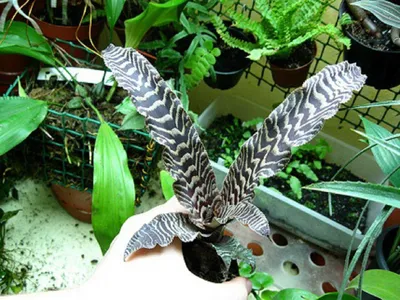 Криптантус: фото этого прекрасного комнатного растения