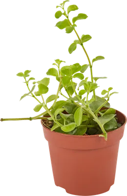 Картинка Криптантуса: как вырастить этот растение в домашних условиях