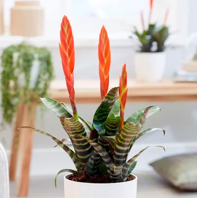 Криптантус: фотография растения, которое добавит в ваш дом уют и тепло