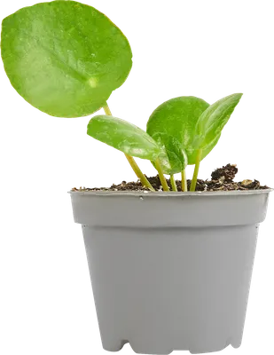 Криптантус: какие преимущества этого растения вы можете получить