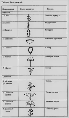 Забой свиней — Википедия