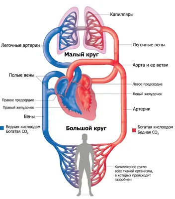 Большой и малый круги кровообращения — что это, определение и ответ