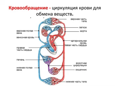 Круги кровообращения человека - Wikiwand