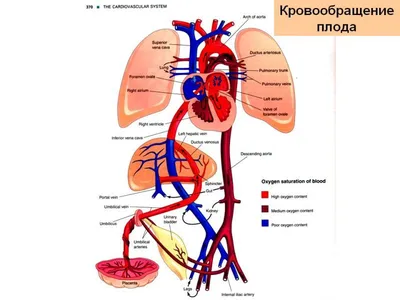 Плакат “Кровообращение матери и плода” - ООО \"МЕДСИМ\"