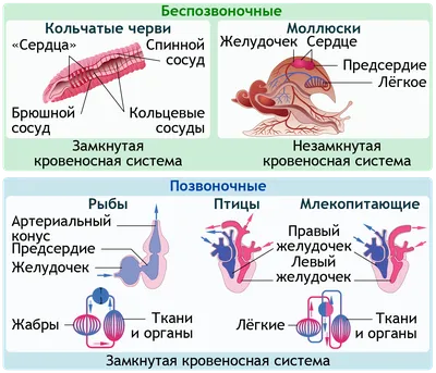 Сердце. Малый круг кровообращения. Кровообращение плода. Пороки развития  сердца.