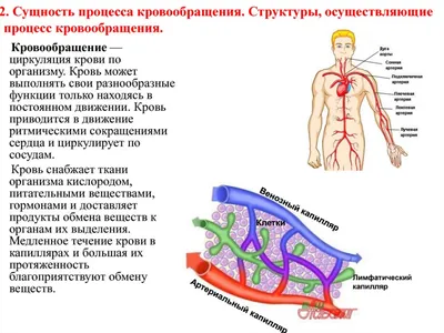 Облако знаний. Кровообращение у животных. Биология. 8 класс