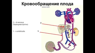 Круги кровообращения, подготовка к ЕГЭ по биологии