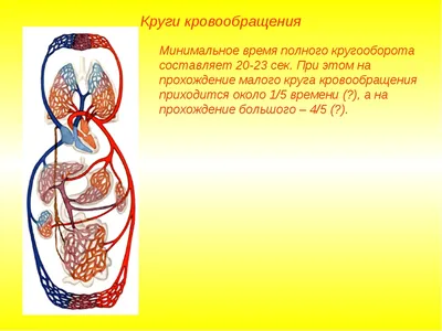 2. Сущность процесса кровообращения. Структуры, осуществляющие процесс  кровообращения. | Анатомия сердца, Учащиеся медучилища, Анатомия