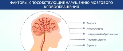 Мозговое кровообращение: симптомы нарушения, лечение головного мозга