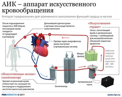 Крови Кровообращение — стоковая векторная графика и другие изображения на  тему Лимфатическая система - Лимфатическая система, Сонная артерия,  Сердечно-сосудистая система - iStock