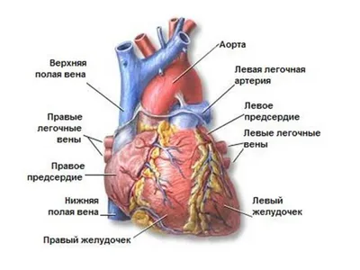 Анатомия: Большой (телесный) круг кровообращения. Регионарное кровообращение