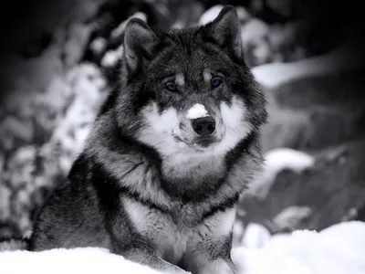 Волки крутые - красивые фото