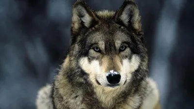 Волки картинки красивые на телефон - 70 фото