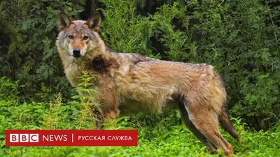 Волк в мифологии древних славян | ZOO CHANNEL | Дзен