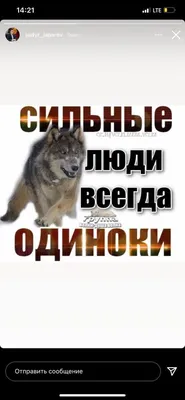 Волк с крыльями арт - 61 фото