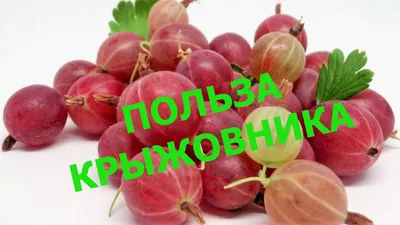 Купить крыжовник замороженный по низкой цене в интернет магазине Moroshka.ru