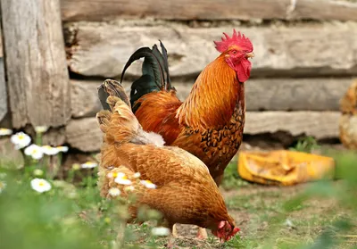 2 Цыплят и петуха стоковое фото. изображение насчитывающей курица -  201663188