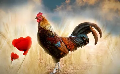 Пары петуха и курицы стоковое фото. изображение насчитывающей фокус -  62314030